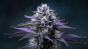 Why Lamb’s Breath is Perfect for Social Settings