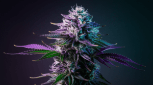 Lamb’s Breath Growing Tips: Indoor vs Outdoor Cultivation Guide