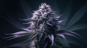 Lamb’s Breath vs Similar Strains: A Comparison Guide