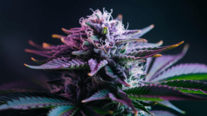 Medical Benefits of Lamb’s Breath: Research and Patient Experiences