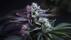 Lamb’s Breath Genetics: Parent Strains and Lineage History