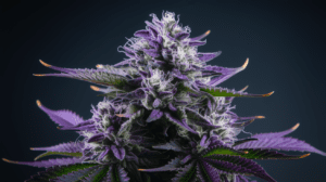 Lamb’s Breath for Sleep: Does It Really Help Insomnia?