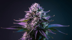 Growing Lamb’s Breath in Cold Climates: Tips for Success