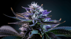 Lamb’s Breath for Sleep: Does It Really Help Insomnia?