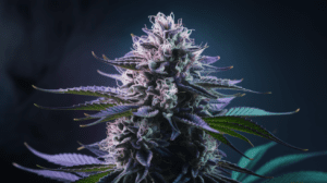 Pair­ing Lamb’s Brea­th with Food and Beve­rage­s