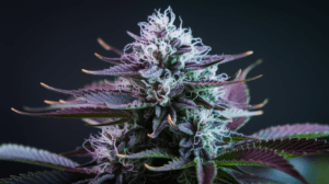 Best Time to Harvest Lamb’s Breath: Signs of Peak Potency