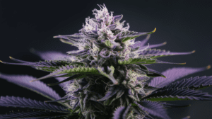 Cooking with Lamb’s Breath: Edible Recipes and Dosing Guide