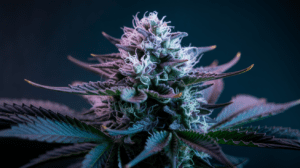 Pairing Lamb’s Breath with Food and Beverages