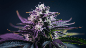 Lamb’s Breath Concentrates: Wax, Shatter, and Live Resin