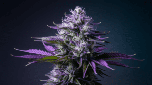 Why Lamb’s Breath is Perfect for Social Settings