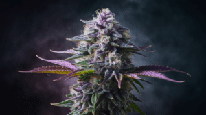 Lamb’s Breath for Sleep: Does It Really Help Insomnia?