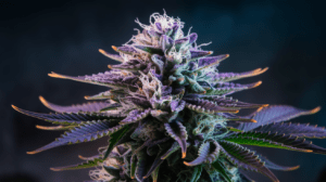 How to Store Lamb’s Breath for Maximum Freshness