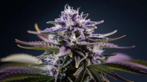 Lamb’s Breath and Creativity: Why Artists Love This Strain