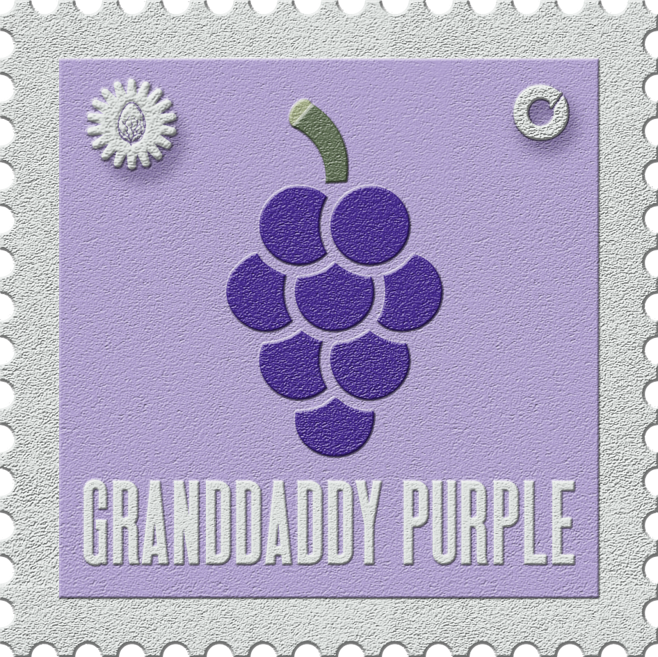 Grandday Purple